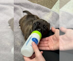 Doubull-Mastiff Dogs for adoption in Pacifica, CA, USA