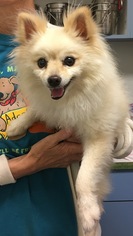 Pomeranian Dogs for adoption in Amarillo, TX, USA