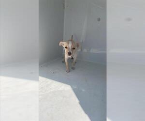 Chihuahua Dogs for adoption in Houston, TX, USA