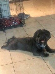 Shih Tzu Dogs for adoption in Florence, AL, USA