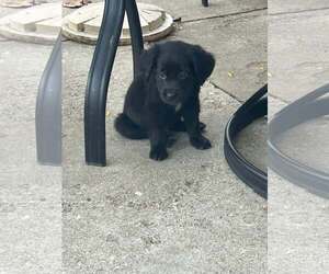 Mutt Dogs for adoption in Plainfield, IL, USA