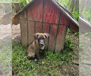 Mutt Dogs for adoption in Tracy City, TN, USA