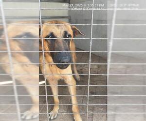 German Shepherd Dog-Unknown Mix Dogs for adoption in Naples, FL, USA