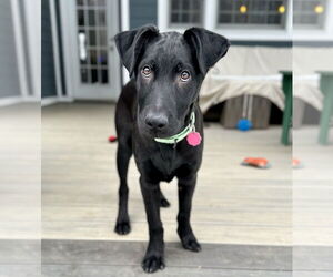 Labrador Retriever-Unknown Mix Dogs for adoption in Rockaway, NJ, USA
