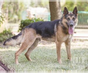 Medium Photo #3 German Shepherd Dog Puppy For Sale in Waco, TX, USA
