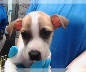 Mutt Dogs for adoption in Tulsa, OK, USA