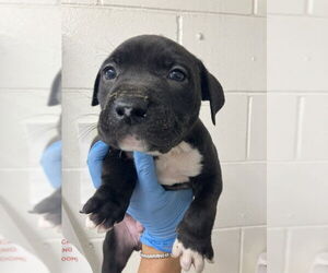 American Pit Bull Terrier Dogs for adoption in San Bernardino, CA, USA