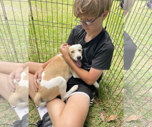 Retriever -Unknown Mix Dogs for adoption in Mobile, AL, USA