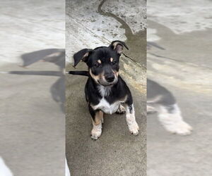 Catahoula Leopard Dog-Unknown Mix Dogs for adoption in Elmsford, NY, USA