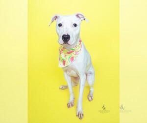 Dogo Argentino Dogs for adoption in Forestville, MD, USA