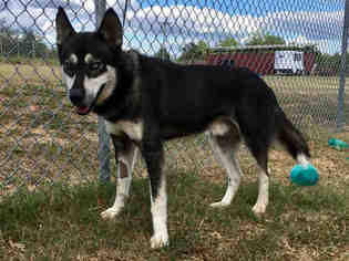 Siberian Husky Dogs for adoption in Augusta, GA, USA