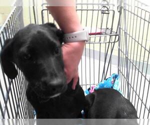 American Pit Bull Terrier-Unknown Mix Dogs for adoption in Tulsa, OK, USA
