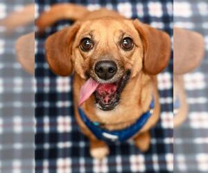 Chiweenie Dogs for adoption in Gloversville, NY, USA