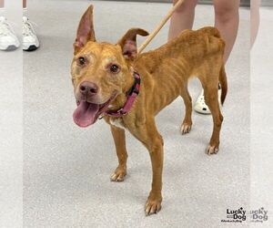 Mutt Dogs for adoption in Washington, DC, USA