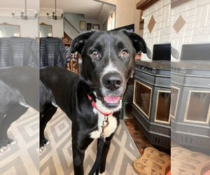 Labrador Retriever-Unknown Mix Dogs for adoption in Sheboygan, WI, USA