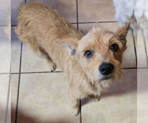 Norfolk Terrier-Unknown Mix Dogs for adoption in San Antonio, TX, USA