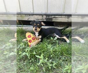 Chihuahua-Unknown Mix Dogs for adoption in San Antonio, TX, USA