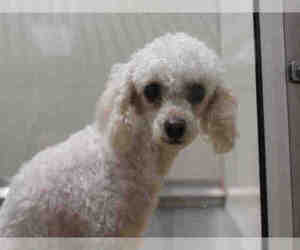 Poodle (Toy) Dogs for adoption in Upland, CA, USA