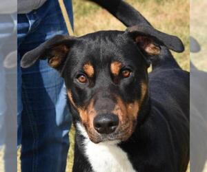 Coonhound-Unknown Mix Dogs for adoption in Nashville, IN, USA