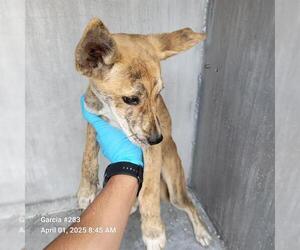 American Staffordshire Terrier-Unknown Mix Dogs for adoption in San Antonio, TX, USA