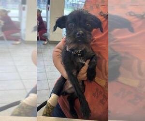 Miniature Schnauzer-Unknown Mix Dogs for adoption in San Antonio, TX, USA