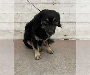 Mutt Dogs for adoption in San Bernardino, CA, USA