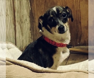 Chiweenie Dogs for adoption in Temecula, CA, USA