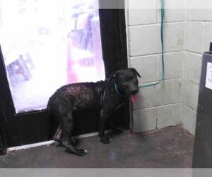 American Pit Bull Terrier-Unknown Mix Dogs for adoption in Tulsa, OK, USA