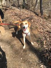 English Coonhound-Labrador Retriever Mix Dogs for adoption in Woodbridge, VA, USA