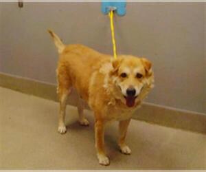 Labrador Retriever-Unknown Mix Dogs for adoption in Las Vegas, NV, USA