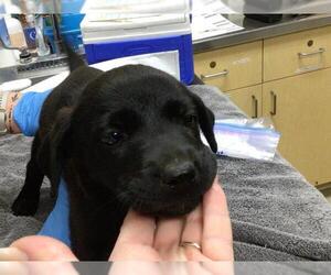 German Shepherd Dog-Unknown Mix Dogs for adoption in Riverside, CA, USA