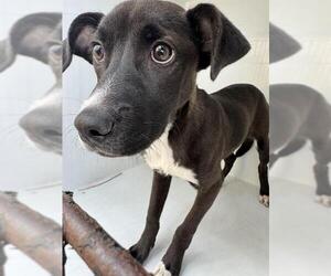 Labrador Retriever-Unknown Mix Dogs for adoption in Houston, TX, USA