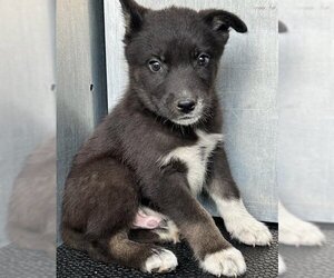 Huskies -Unknown Mix Dogs for adoption in San Antonio, TX, USA