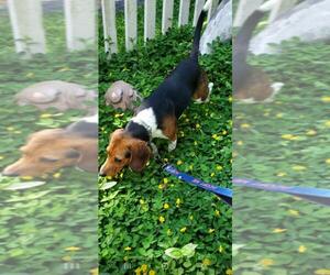 Beagle Dogs for adoption in Brooksville, FL, USA