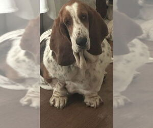 Basset Hound Dogs for adoption in Carrollton, TX, USA