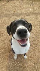 Borador Dogs for adoption in Chestertown, MD, USA