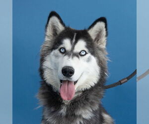 Siberian Husky Dogs for adoption in Pasadena, CA, USA