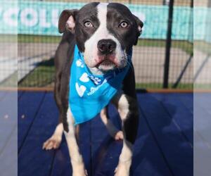 American Staffordshire Terrier-Unknown Mix Dogs for adoption in San Antonio, TX, USA