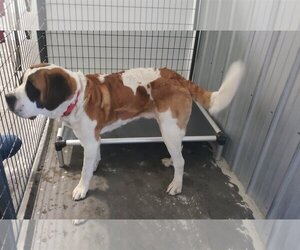 Saint Bernard Dogs for adoption in PEYTON, CO, USA