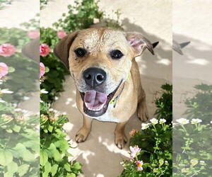 American Pit Bull Terrier-Unknown Mix Dogs for adoption in Dallas, TX, USA