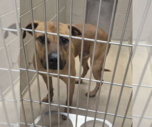 American Pit Bull Terrier Dogs for adoption in Decatur, IL, USA