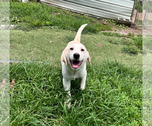 Great Pyrenees-Unknown Mix Dogs for adoption in Tracy City, TN, USA