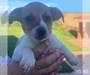 Mutt Dogs for adoption in Washington, DC, USA