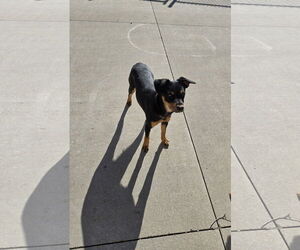 Mutt Dogs for adoption in Maquoketa, IA, USA