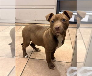 Mutt Dogs for adoption in Mooresville, NC, USA