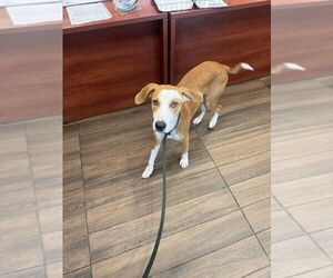 Mutt Dogs for adoption in Hilton Head, SC, USA
