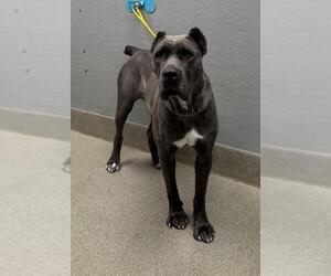 Mutt Dogs for adoption in Las Vegas, NV, USA