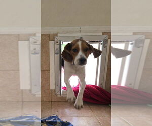 Beagle-Unknown Mix Dogs for adoption in Osgood, IN, USA