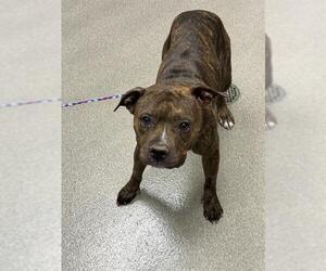 Mutt Dogs for adoption in Las Vegas, NV, USA