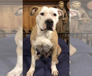 American Staffordshire Terrier-Boxer Mix Dogs for adoption in Crossville, TN, USA